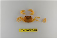 藏品(太魯閣澤蟹)的圖片